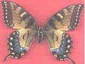 Papilio glaucus female (abberant) (Internet Image property of respective owner, non-commercial use only)